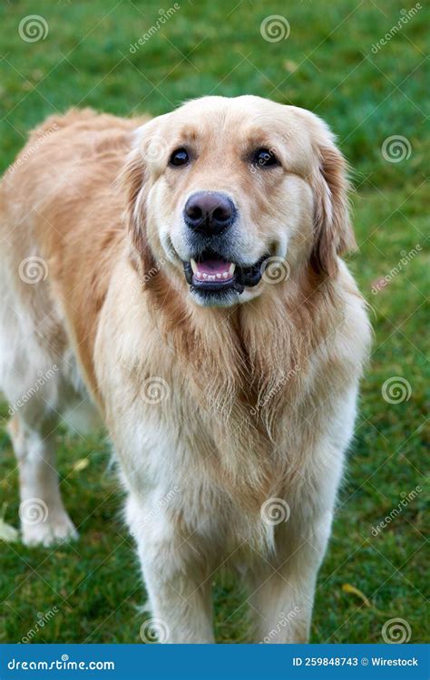 Vertical of a Young Female Golden Retriever, Canis Lupus Familiaris ...