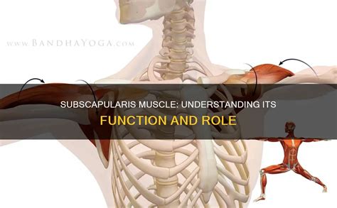Image result for Subscapularis Muscle Function