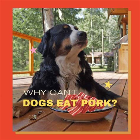 Why Is Pork Bad For Dogs at Chastity Dowling blog