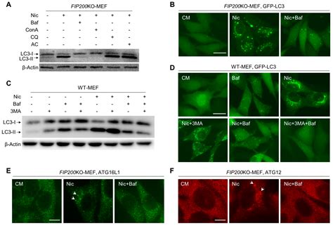 Niclosamide Triggers Non-Canonical LC3 Lipidation