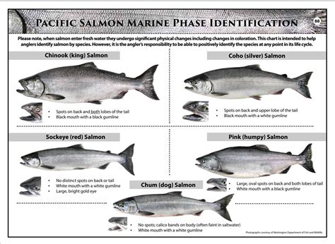 Where is White Salmon? A Guide to this Quaint Town in the Majestic ...