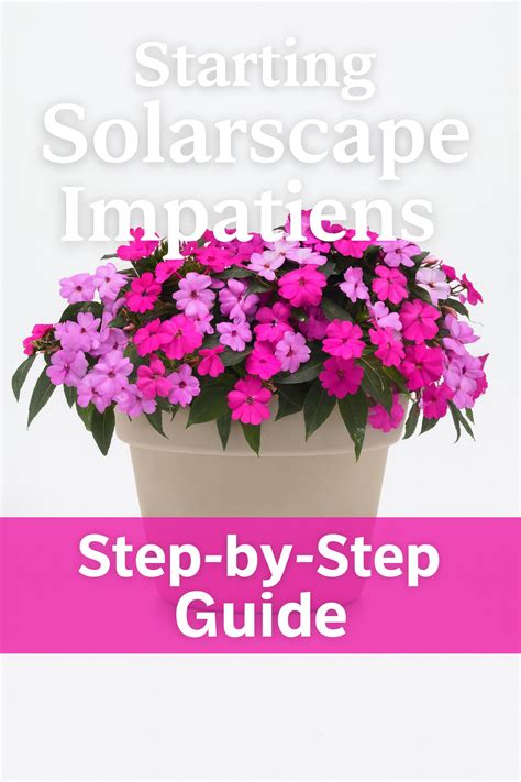 Solarscape® Impatiens – Seed Guide for Sun & Shade – trailingpetunia.com
