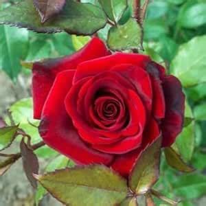 Red Rose Hybrid Grafted Climbing Double Petal Flowering Live Plant ...