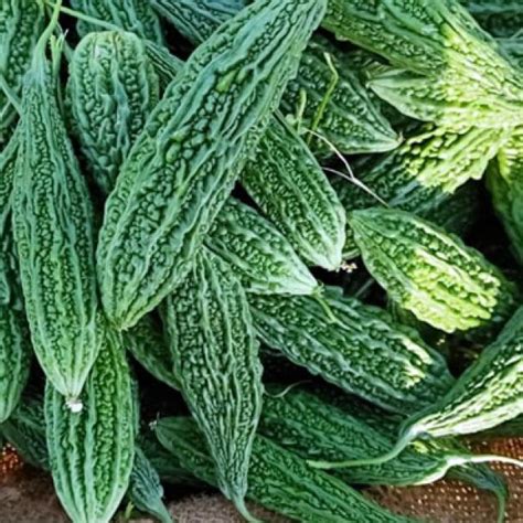 Chikna - Variety Bittergourd | Syngenta