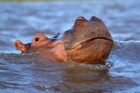 Image result for Hippo vs Python