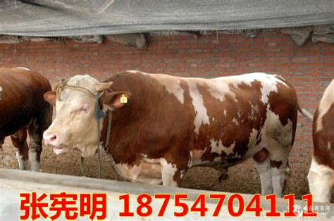 2020年牛苗价格今日肉牛出栏价格批发价格 山东济宁 西门塔尔牛 牛-食品商务网