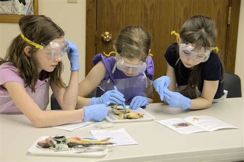 Frog Dissection Tutorial 的图像结果