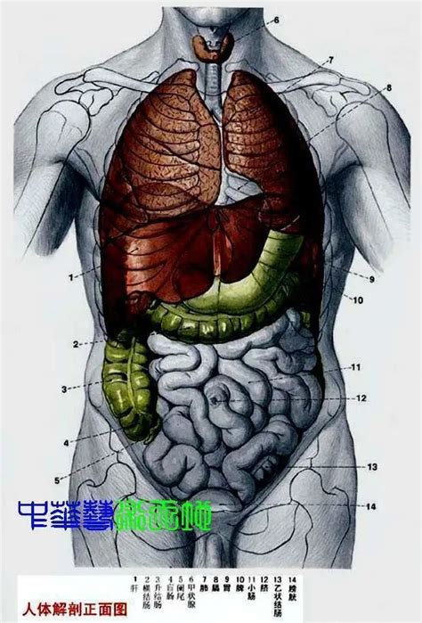 最全的人体内脏结构图（收藏版）_腾讯新闻