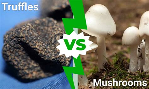 Marvelous Mushrooms That Grow on Trees - A-Z Animals Slideshows