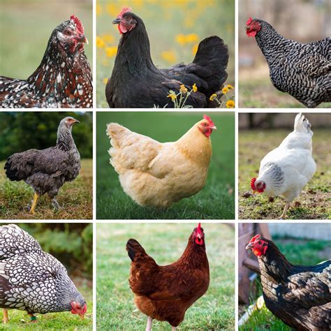 Mystery Chick from Our Brown Egg Layer Assortment - Male - My Pet ...