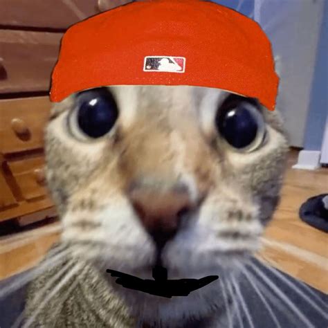 Fred durst cat | Nu metal, Metal meme, Elmo wallpaper