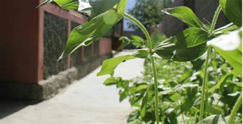 CPEC HOTEL BARCHA UNIT (Hunza) - Specialty Inn Reviews & Photos ...