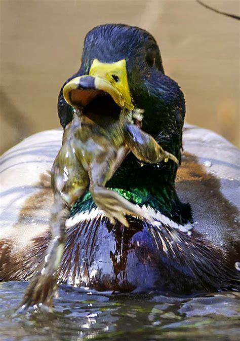 Image result for Toad Eating Duck