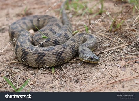 Image result for Color Changing Snake