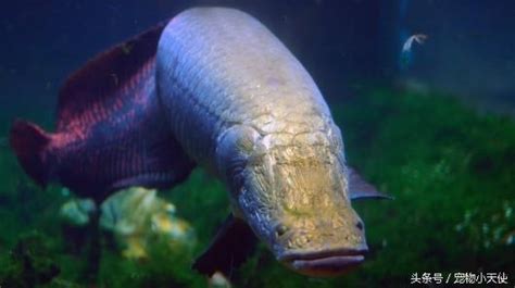 巨骨舌鱼能不能食用 巨骨舌鱼的种群现状_百科知识_学堂_齐家网