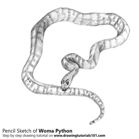 Image result for Python Snake Drawing