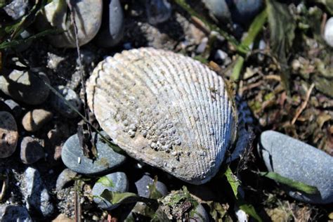 Image result for Empty Barnacle Shell