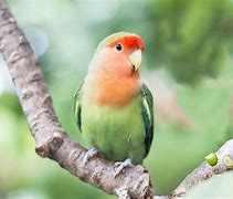 Image result for Cute Green Parrot