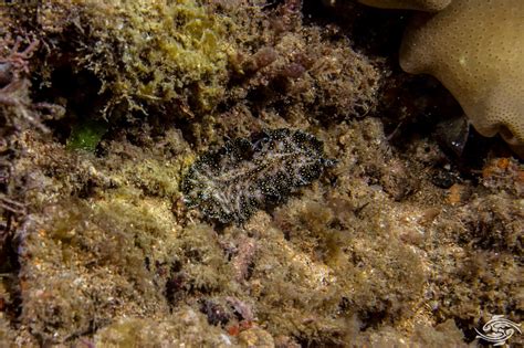 Marine Flatworms-Facts-Photographs and Video | Seaunseen