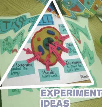 Image result for Science Working Project Class 4