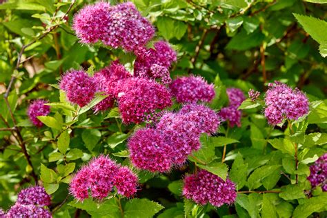 Fast Growing Shrubs