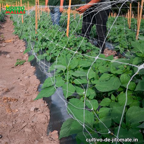 ¿Qué es el tutoreo de jitomates?