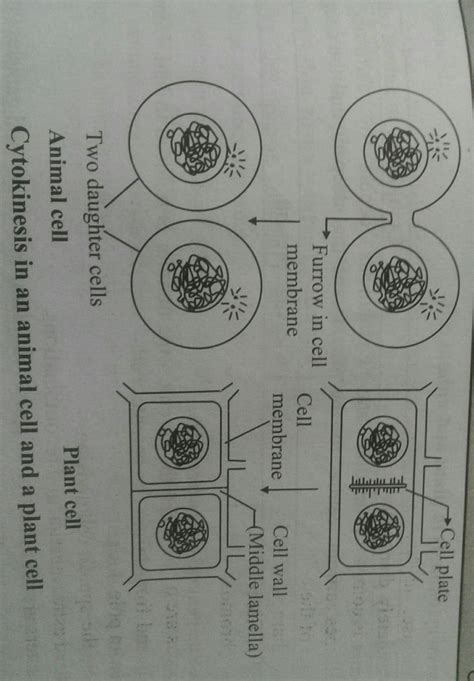 observe the following concept map and explain the mitosis in detail ...