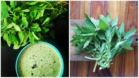 Bathua Saag Benefits: सर्दियों में किसी वरदान से कम नहीं है बथुआ का साग ...