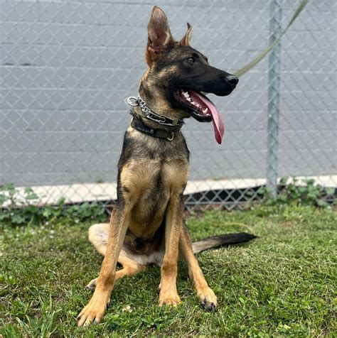 Personal Protection Dogs - ONTARIO K9