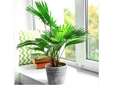 Plants Point Indoor & Outdoor Live Plant - Dwarf Rare Chinese Palm, Fan ...