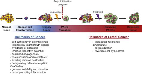 Cancer recurrence and lethality are enabled by enhanced survival and reversible cell cycle ...