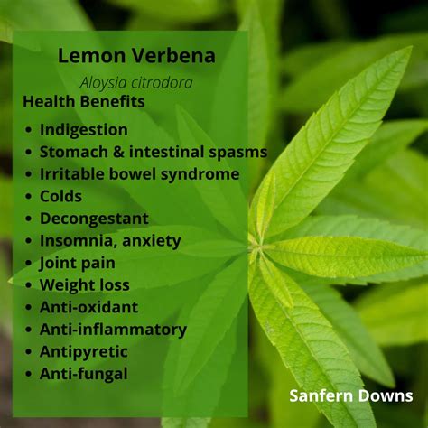 Lemon Verbena Benefits And Side Effects at Levi Gether blog