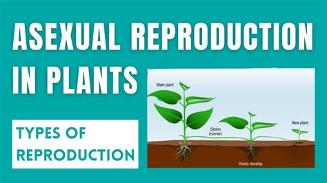 Image result for Types of Plant Reproduction