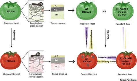 Pectin: a critical component in cell-wall-mediated immunity: Trends in ...
