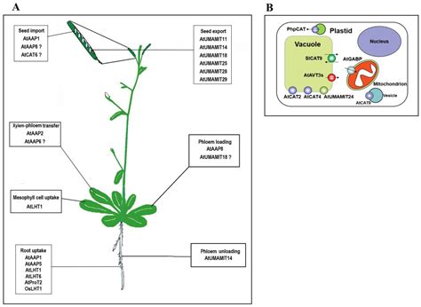 Amino Acid Transporters in Plant Cells: A Brief Review