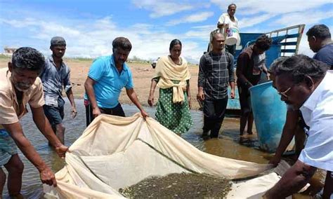 In the Vaigai Dam Reservoir Commencement of work to raise 3 lakh fry ...