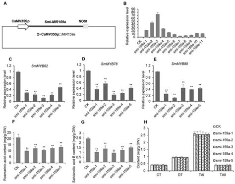 IJMS | Special Issue : Biosynthesis and Regulatory Mechanism of ...