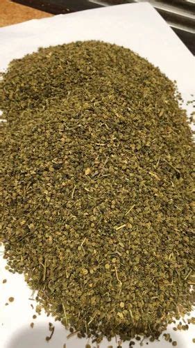 Celery Powder - Dry Ajmodau Churna Trader - Wholesaler / Distributor ...