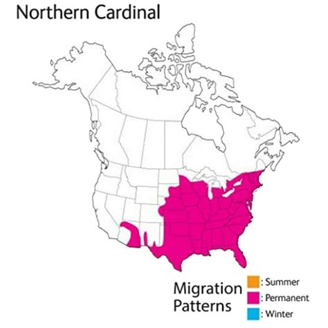 Migration Of Cardinals