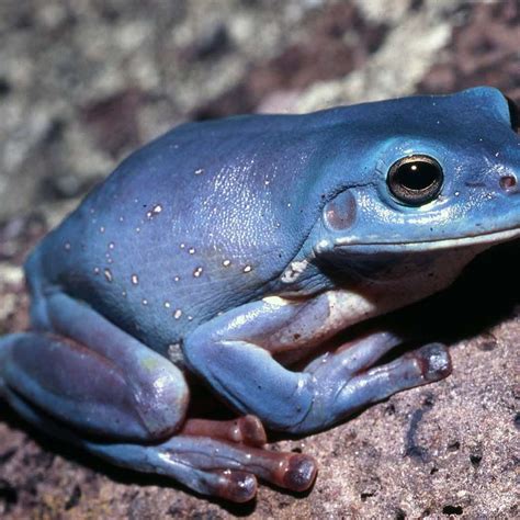 Frog Friday - sliding puzzle on Sliding Tiles