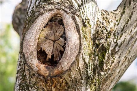 Image result for How to Repair Tree Bark