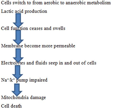 Shock Pathophysiology 的图像结果