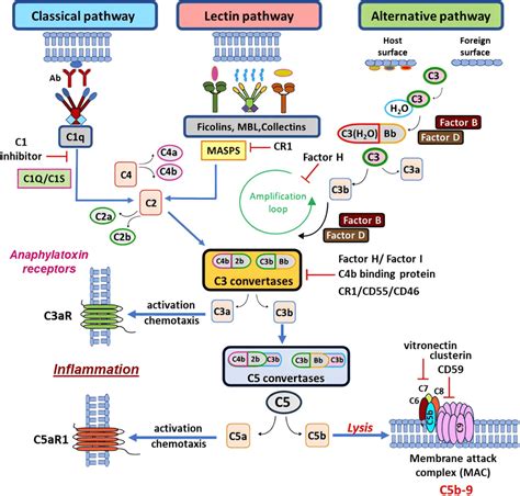 Rezultat imagine pentru What Is a Complement System