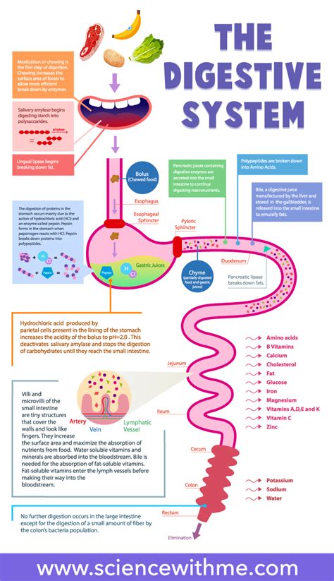 Digestive System Processing Food