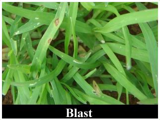 Garden Website Design, Free CSS Template