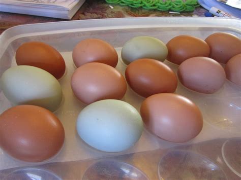 Rhode Island Red egg color | Page 4 | BackYard Chickens - Learn How to ...