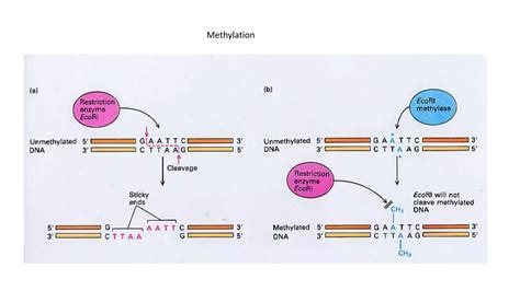 Restriction Fragment Length Polymorphism (RFLP) | PPTX