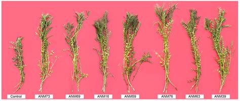 Appraising Endophyte–Plant Symbiosis for Improved Growth, Nodulation ...
