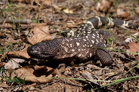 Beaded Lizards Care Sheet | Reptiles' Cove