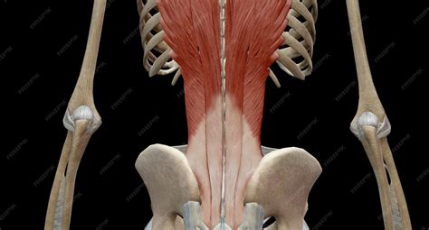 Lower Back Muscles 的图像结果